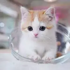cute cat whatsapp dp